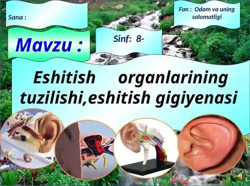 Eshitish organlarining tuzilishi 2
