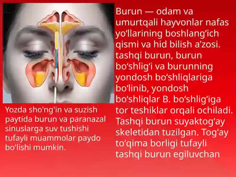 Nafas olish sistemasi 2
