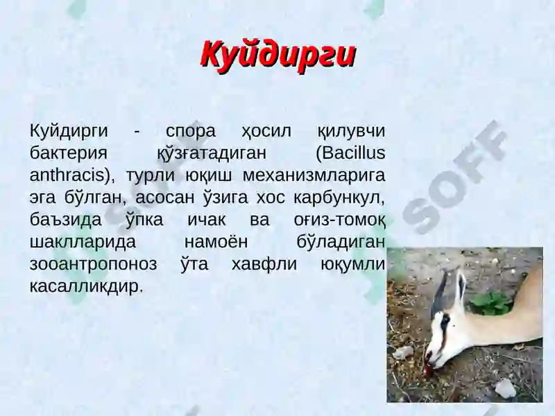 Kuydirgi (Anthrax) 2