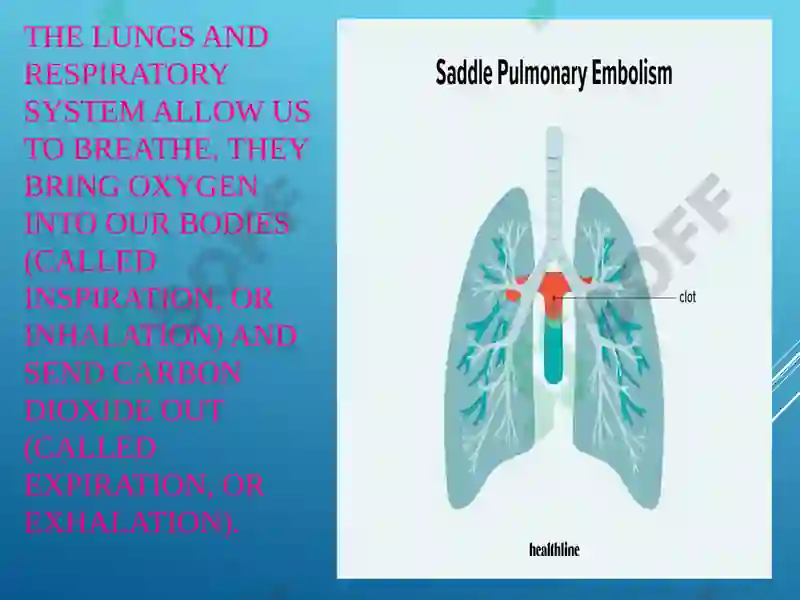 Lungs and a Pulmonary System 2