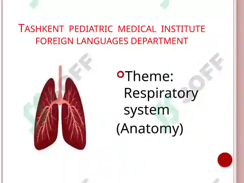 Respiratory system (Anatomy) 2