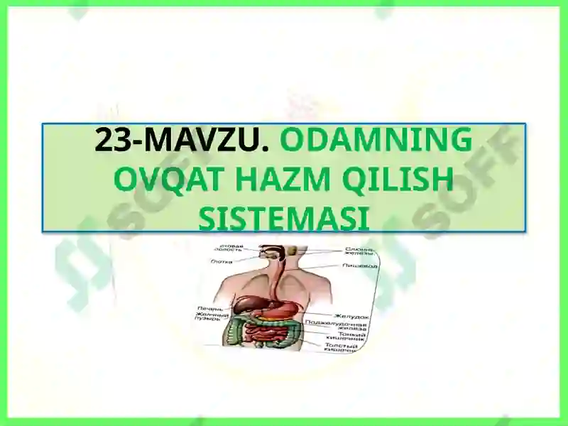 ODAMNING OVQAT HAZM QILISH SISTEMASI 2