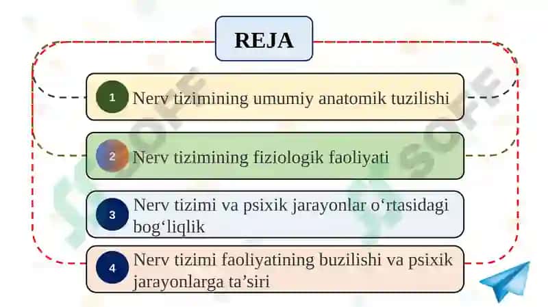 Nerv tizimi tuzilishi va uning psixik jarayonlardagi roli 2