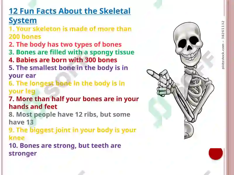 Skeletal system (anatomy) 2