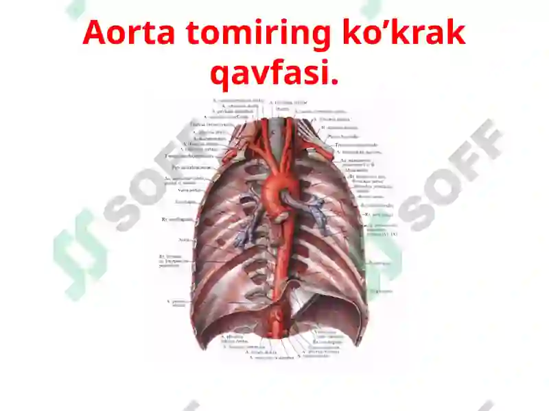 Aorta va uning shoxlari 2