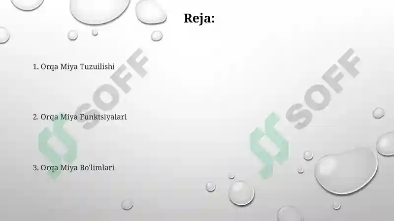 Orqa miya anatomiyasi 2