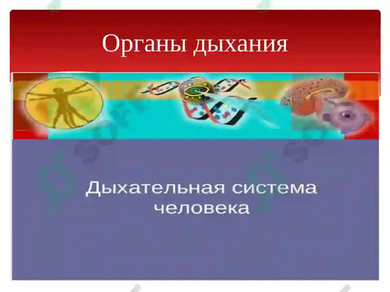 Органы дыхания 2