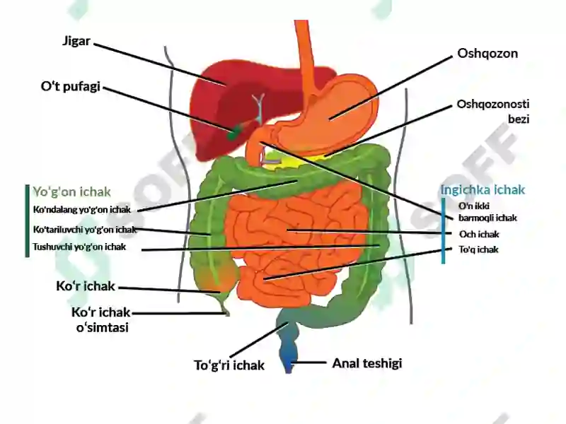 Enterit 2