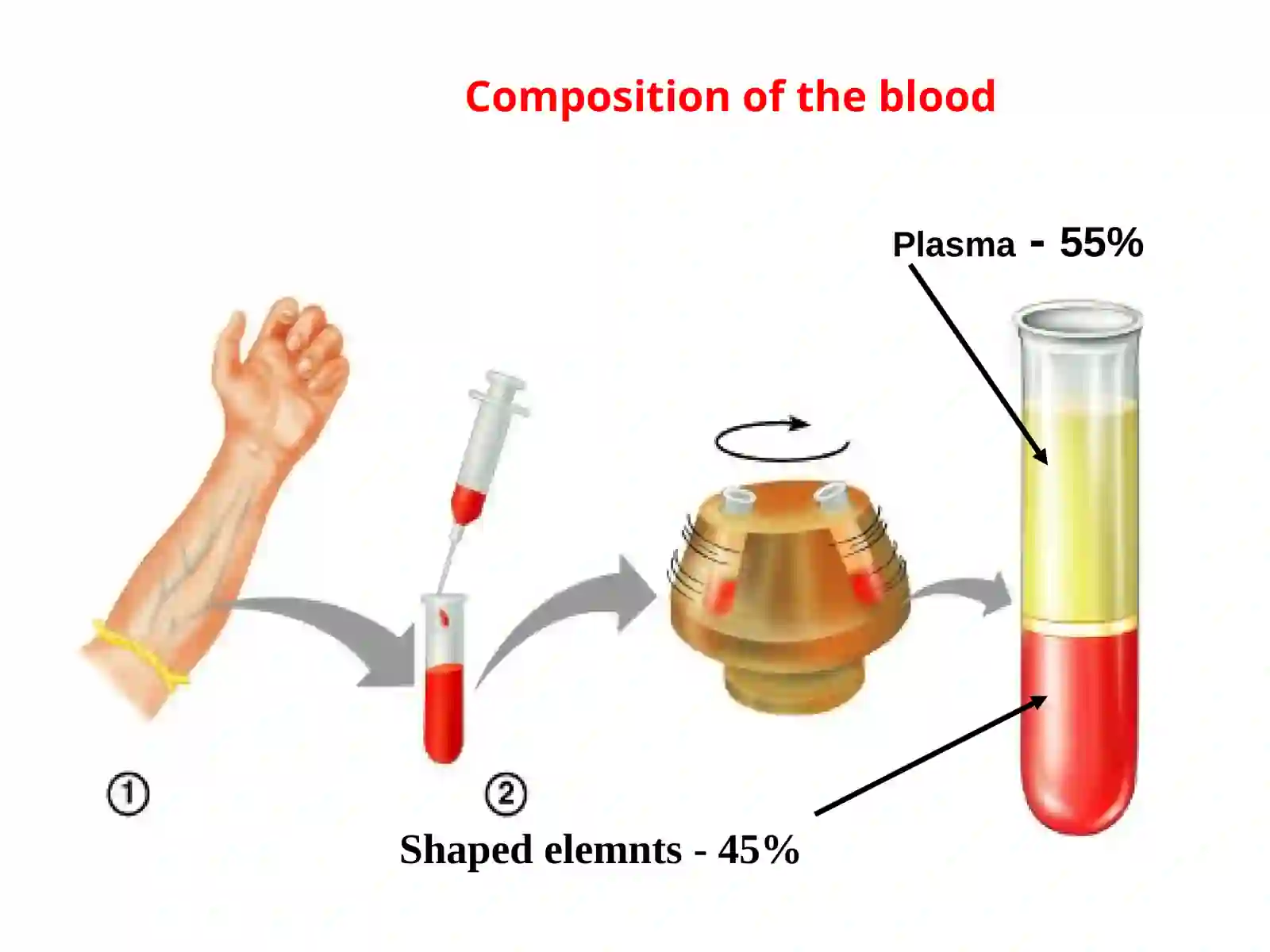 hemocitopoesis 2