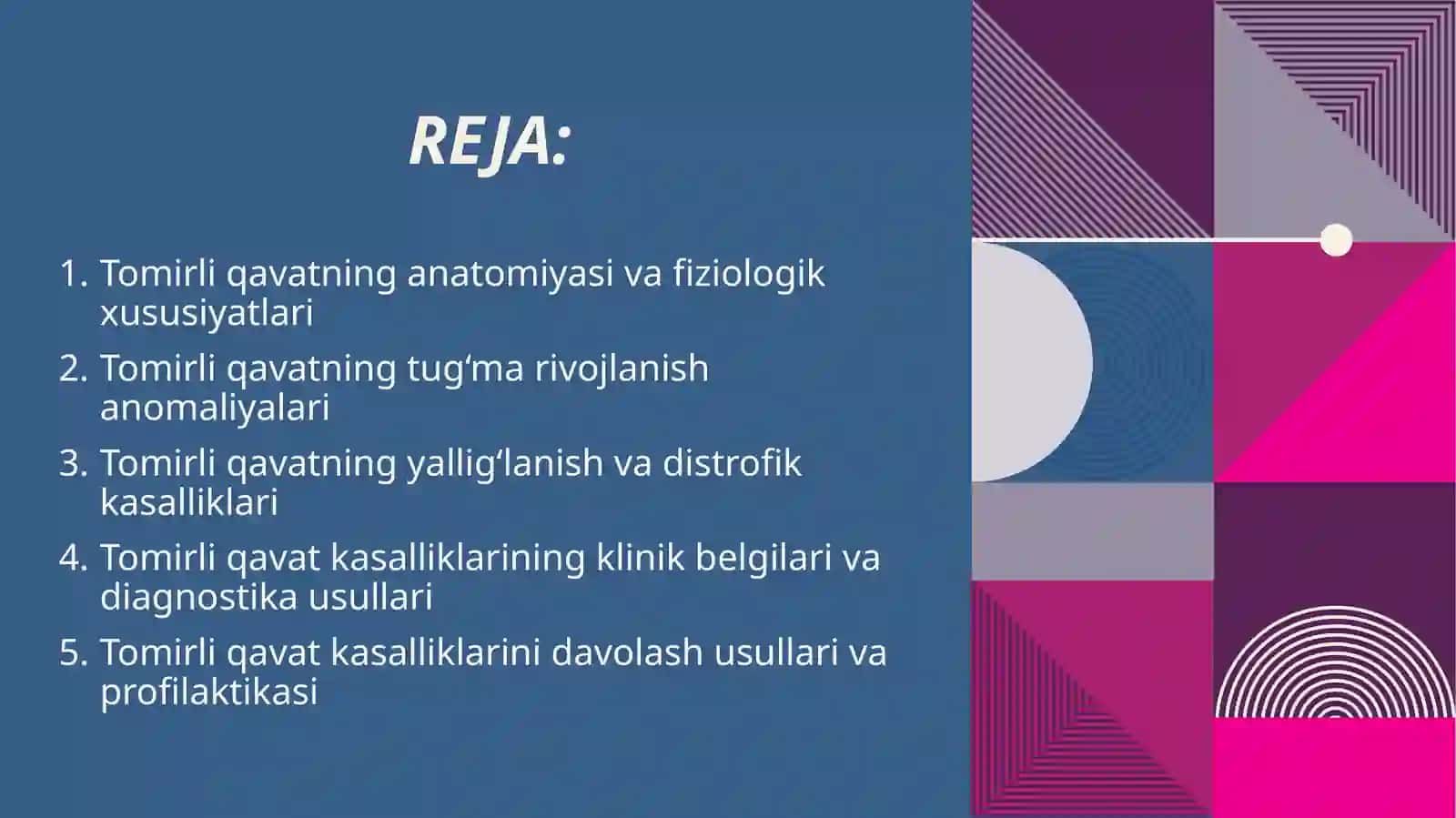 Tomirli Qavatning Anatomiyasi va Fiziologik Xususiyatlari 2