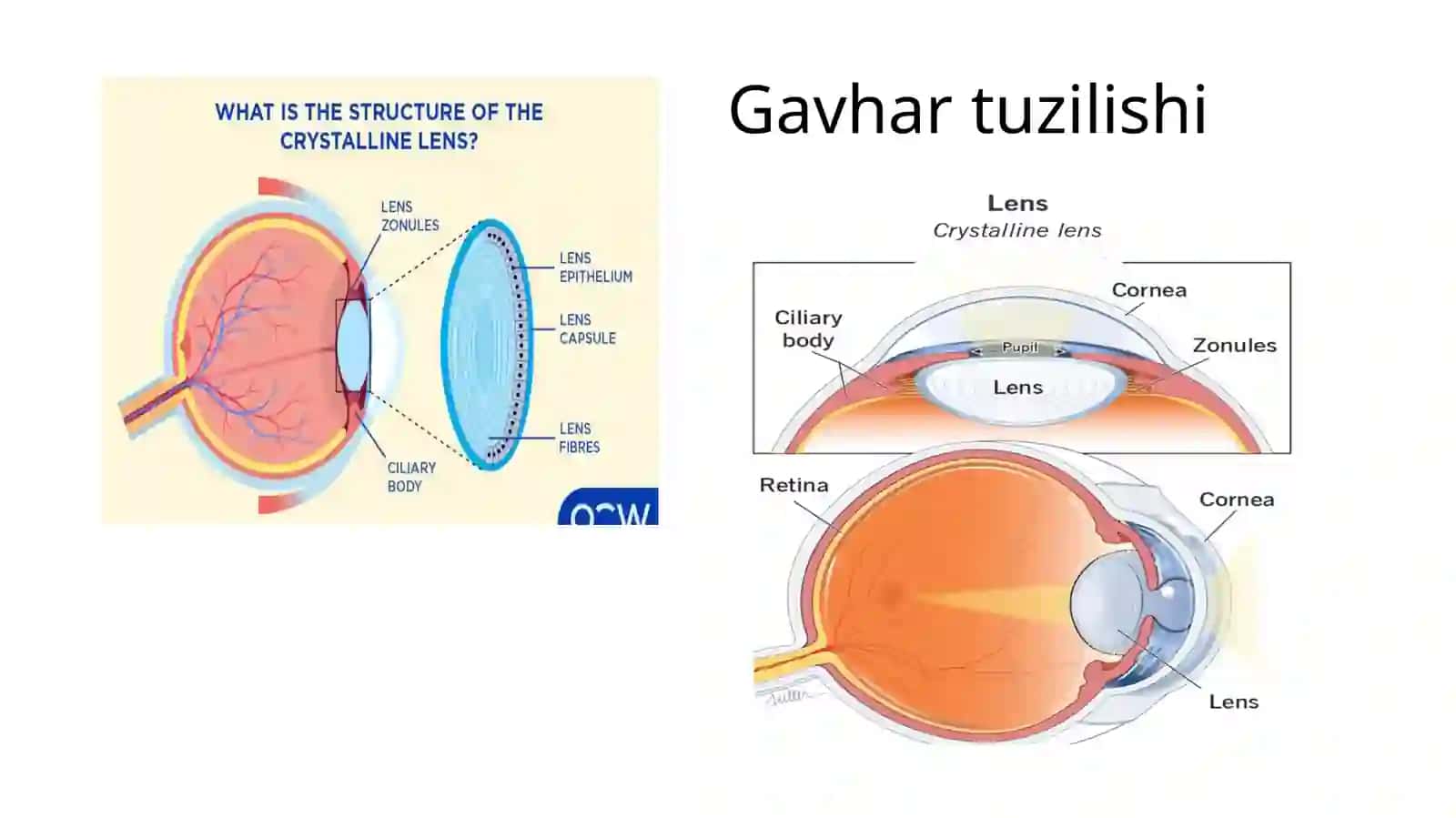 Gavhar kasalliklari.Davolash va tashxislash usullari. Afakiya 2