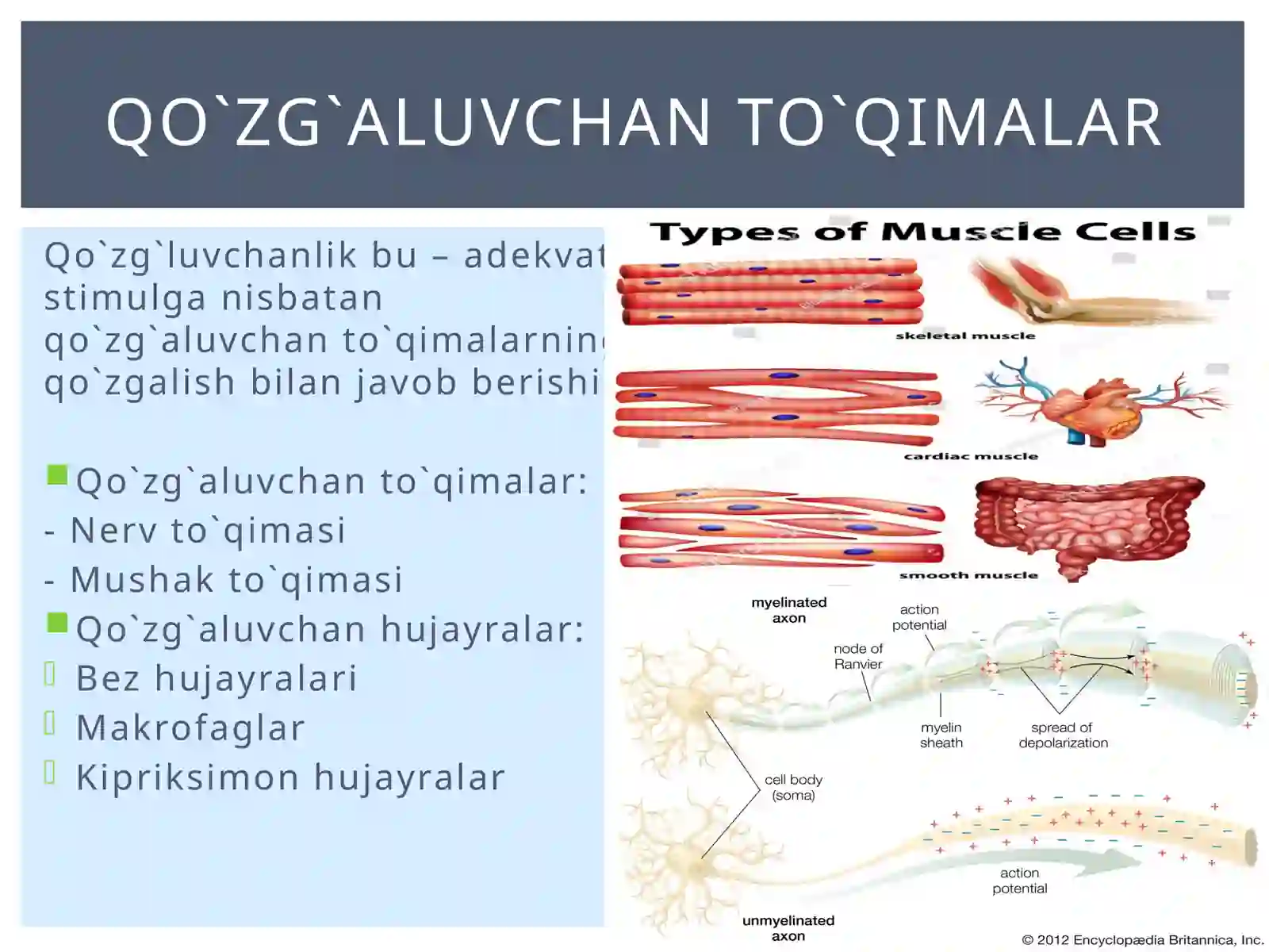 Membrana potensiallari 2