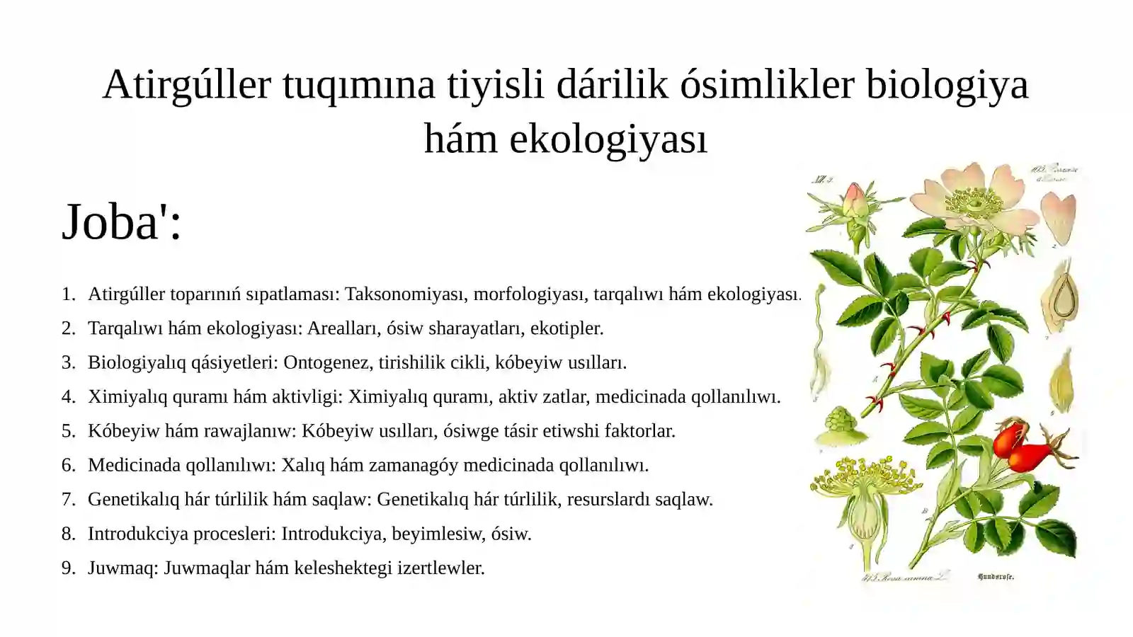 Atirgúller tuqımlasına tiyisli dárilik ósimlikler biologiyası hám ekologiyası 2
