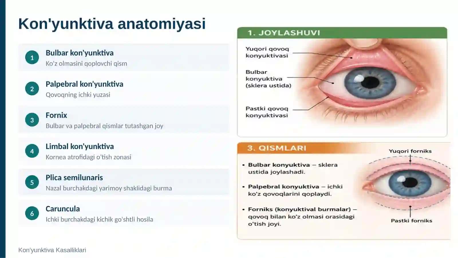 Kon'yunktiva anatomiyasi 2