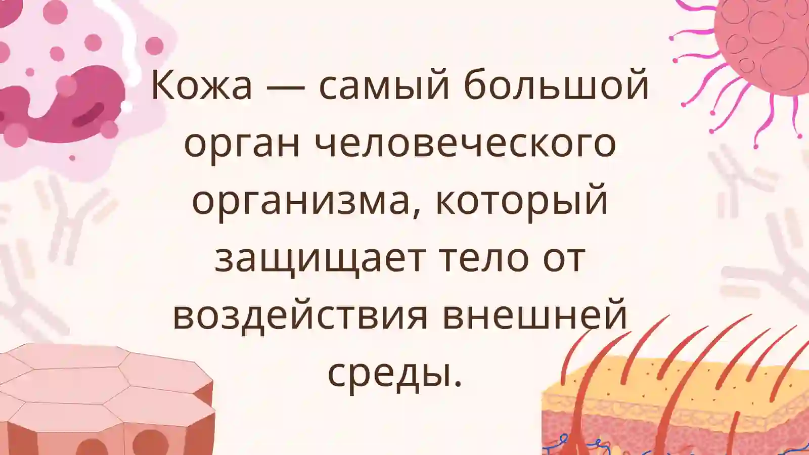 Строение и состав кожи 2