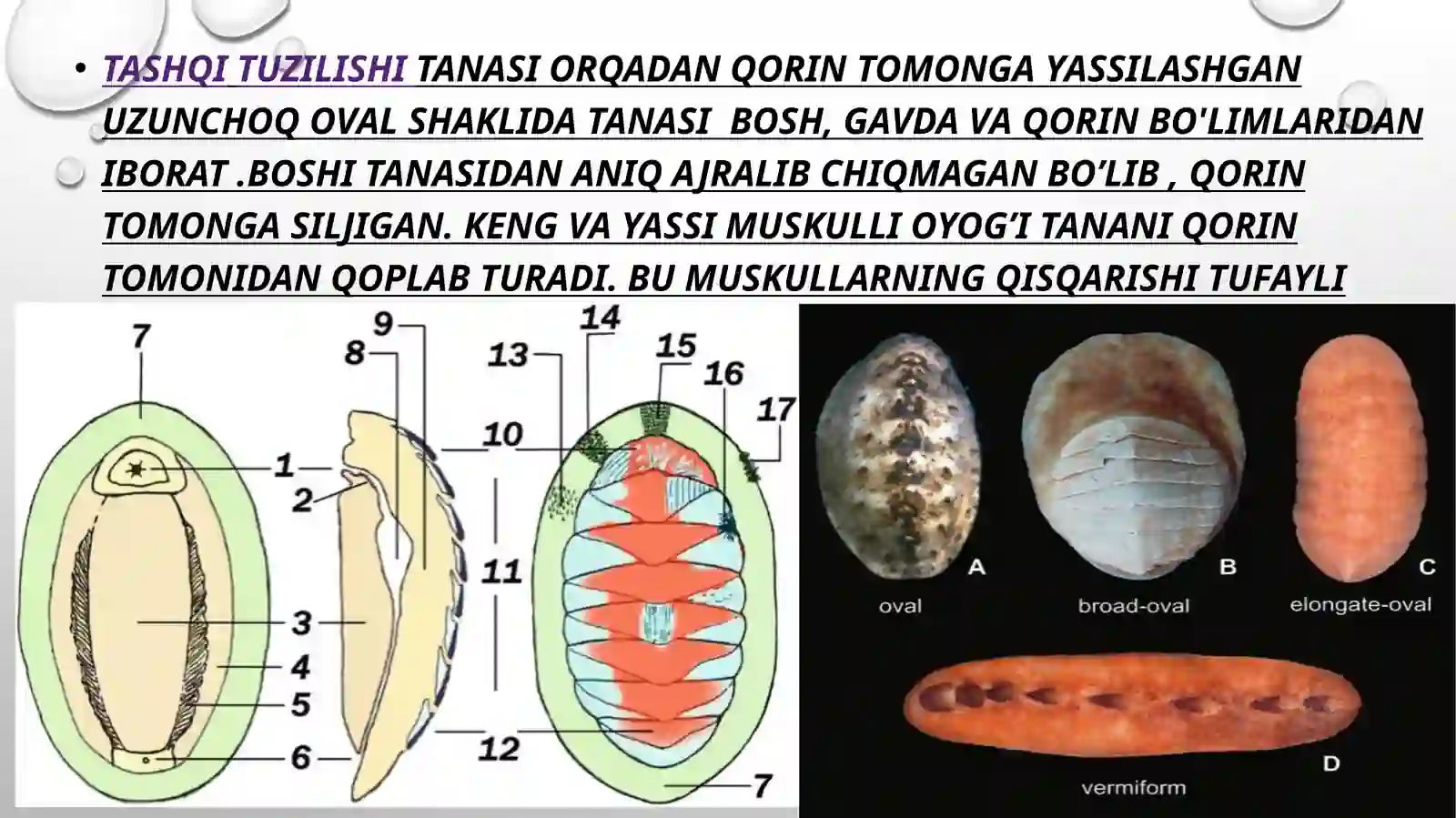 xetonlar (POLYPLACOPHORA) SINFI 2