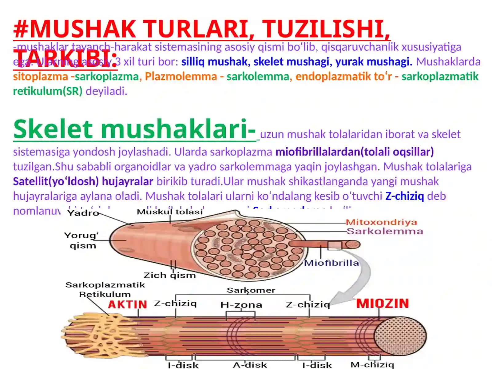 Mushak biokimyosi 2