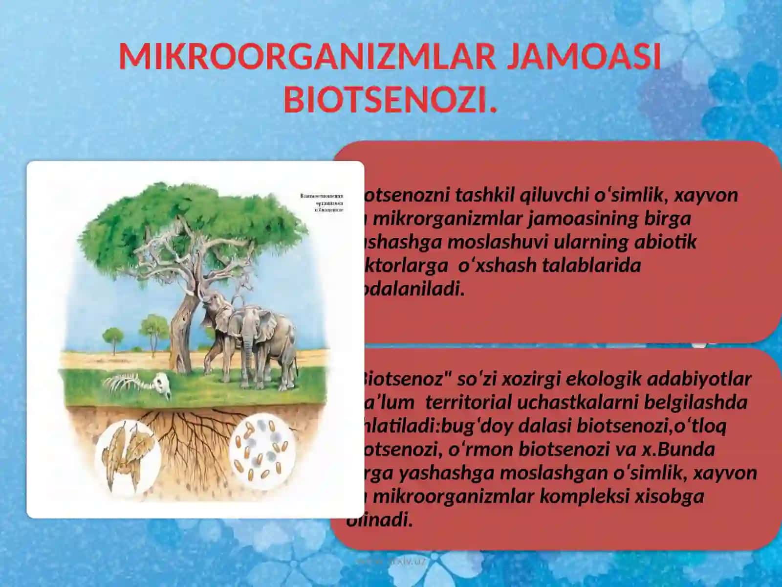 BIOTSENOZ 2