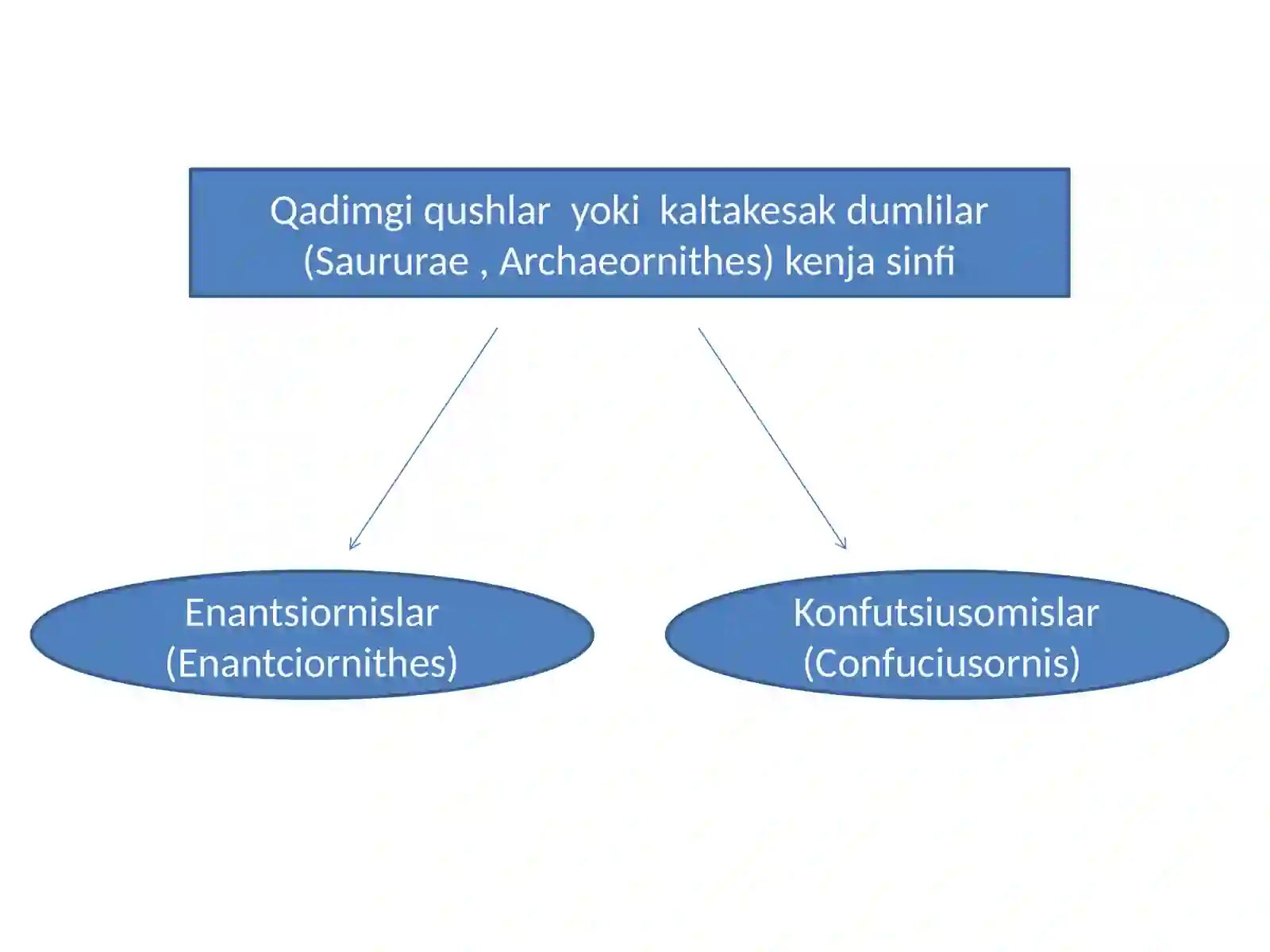 QUSHLAR SINFI (AVES) 2