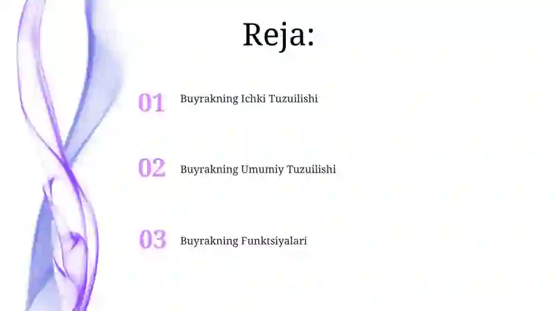 Buyrak va uning tuzilishi 2