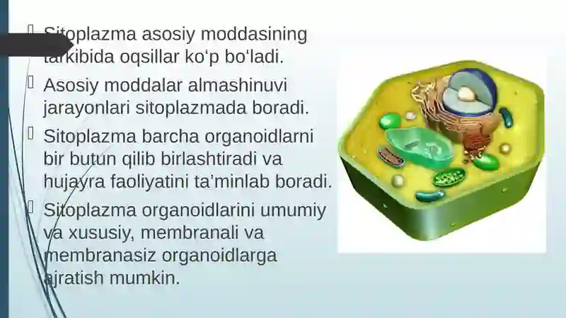 Sitoplazma 3