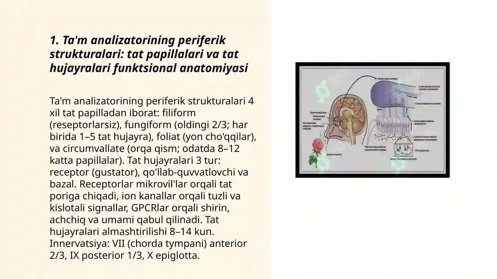 Ta‘m va hid bilish analizatorlarning funksional anatomiyasi 3