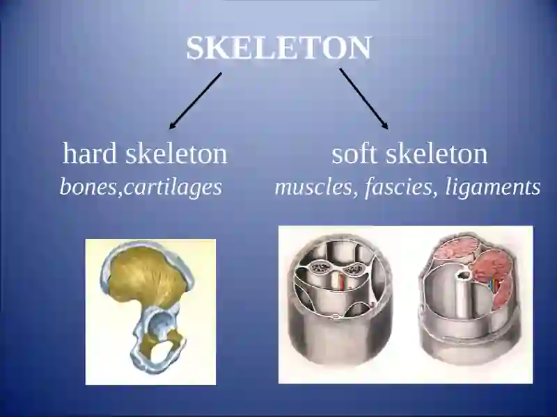 GENERAL OSTEOLOGY 3
