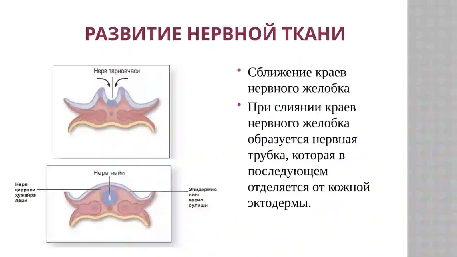 Нервная ткань 3