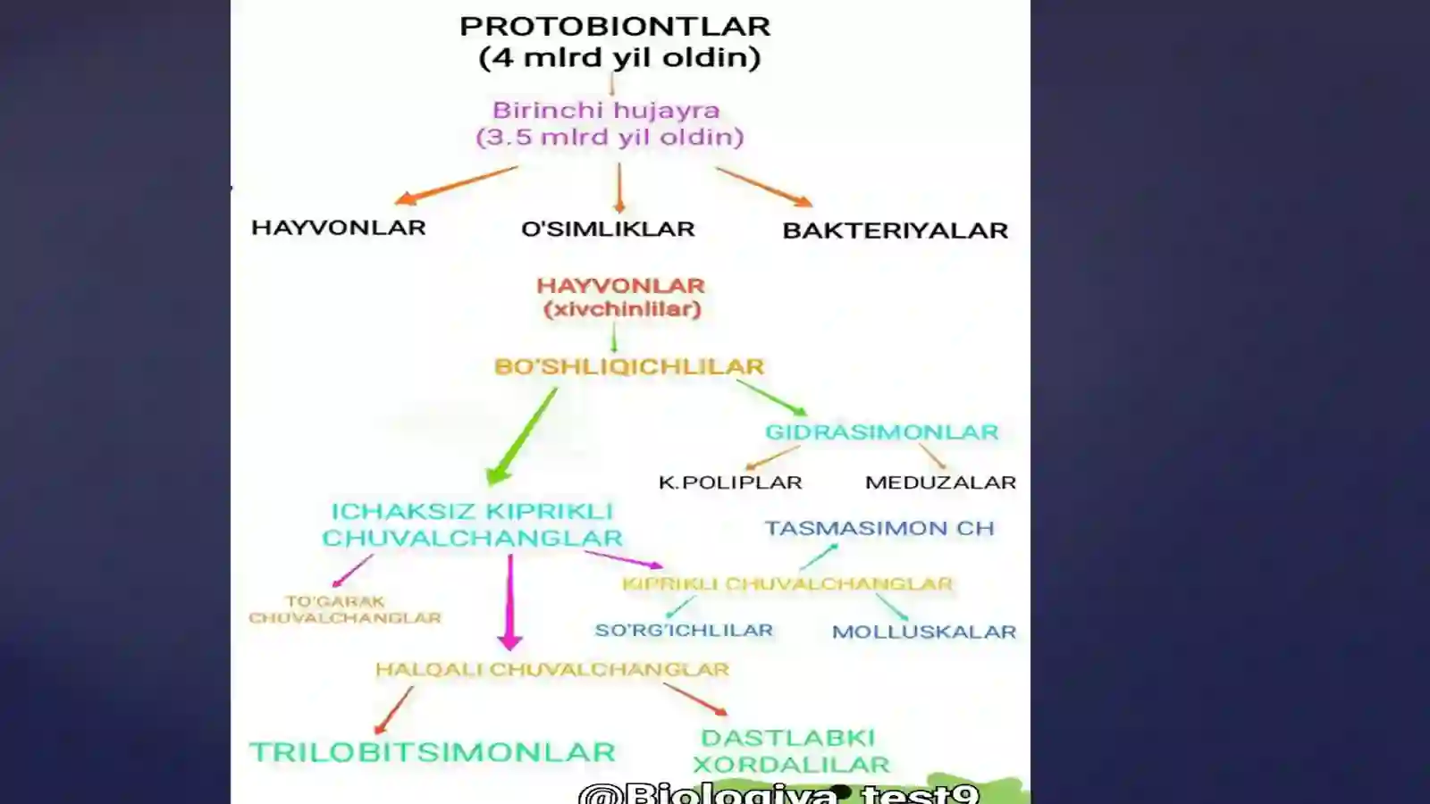 Hayvonlar filogenezi 3