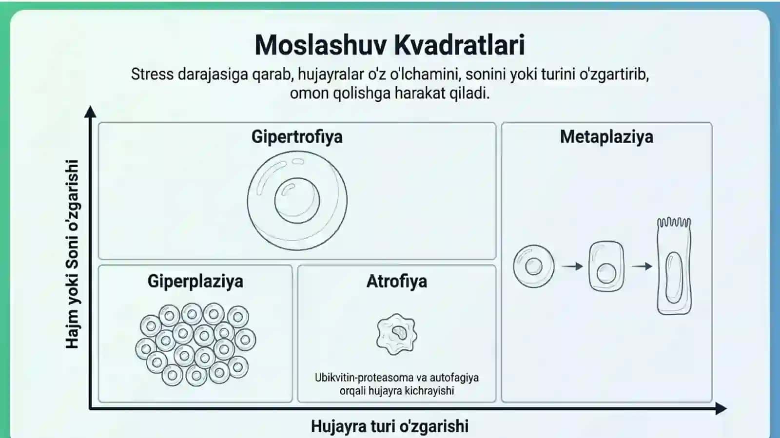 O'sish moslashuvlari, hujayra shikastlanishi va o'limi 3