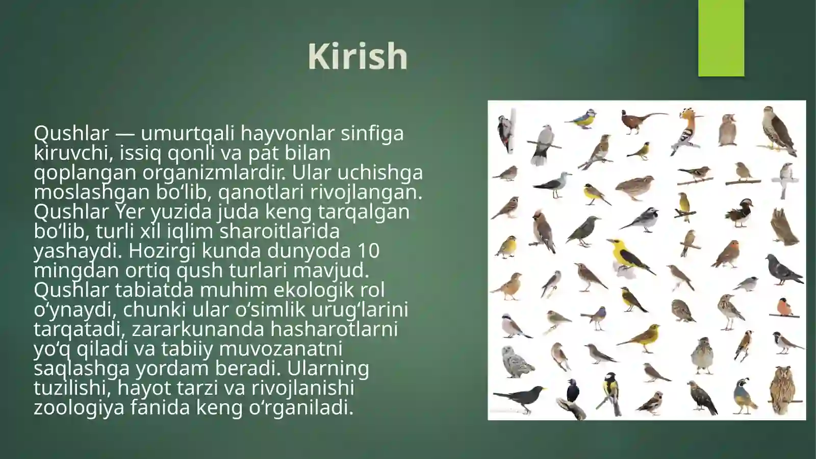 Qushlar sistematikasi. Qushlarning kelib chiqishi va iqtisodiy ahamiyati 3