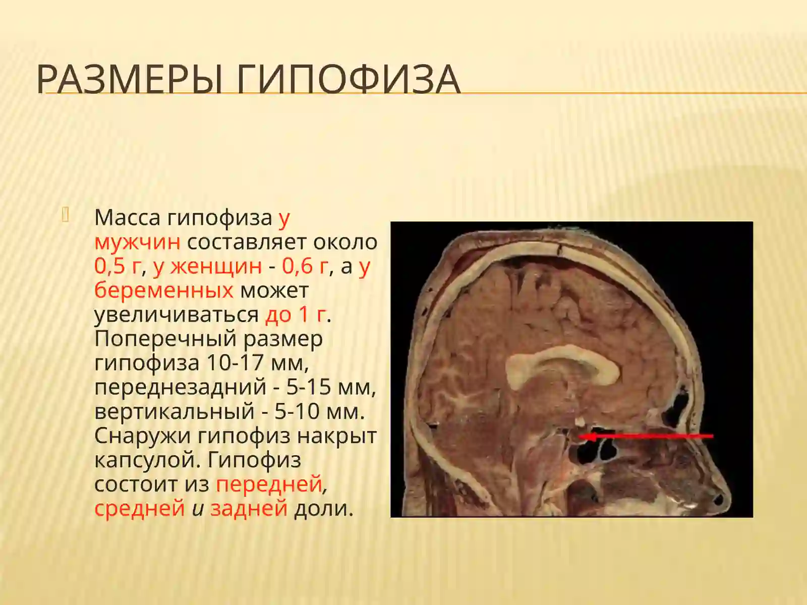 Гипофиз 3