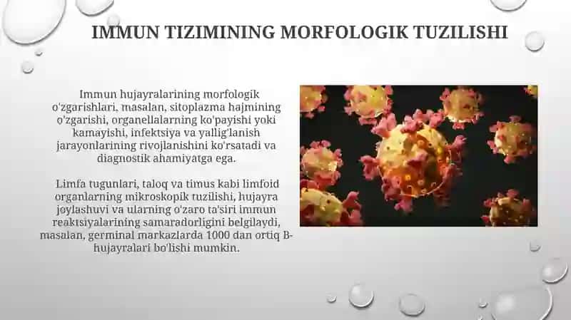 Immunomorfologiya 3