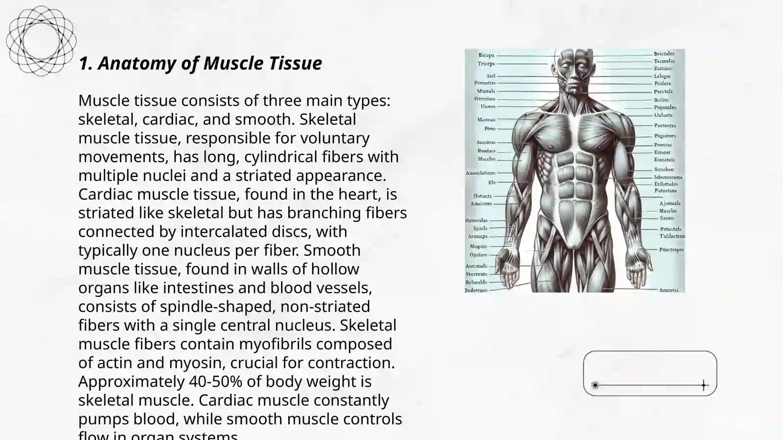 Anatomy of Muscle Tissue Lecture 3