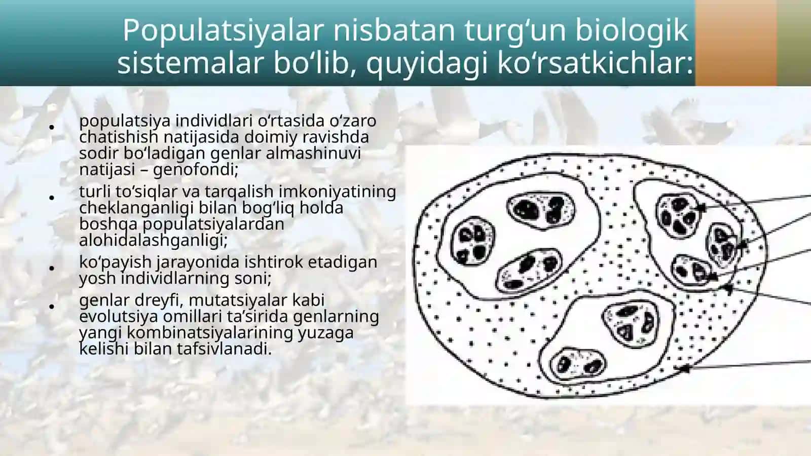 Turning populatsiya  strukturasi 3