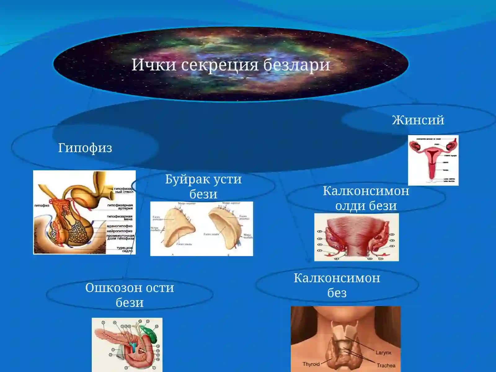 Ички секреция безларида 3