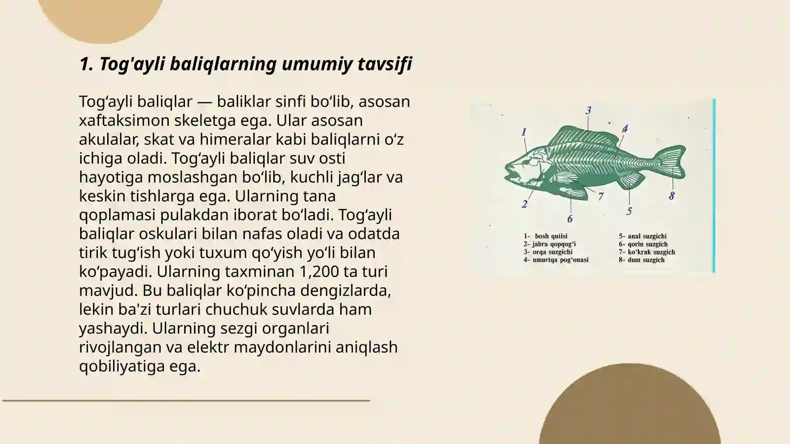 Togʻayli va suyakli baliqlarning sistematikasi 3