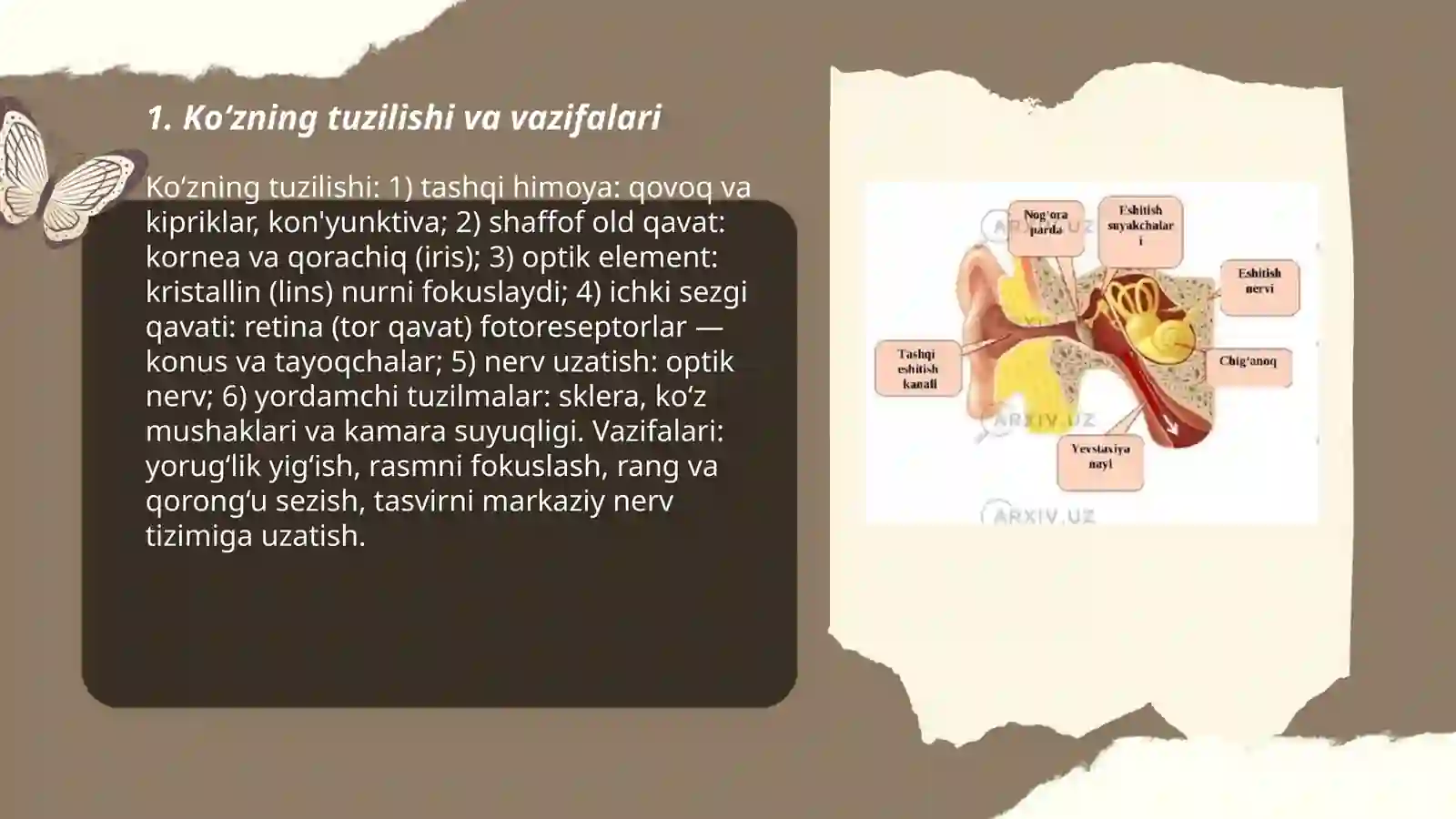 Sezgi a’zolari 3