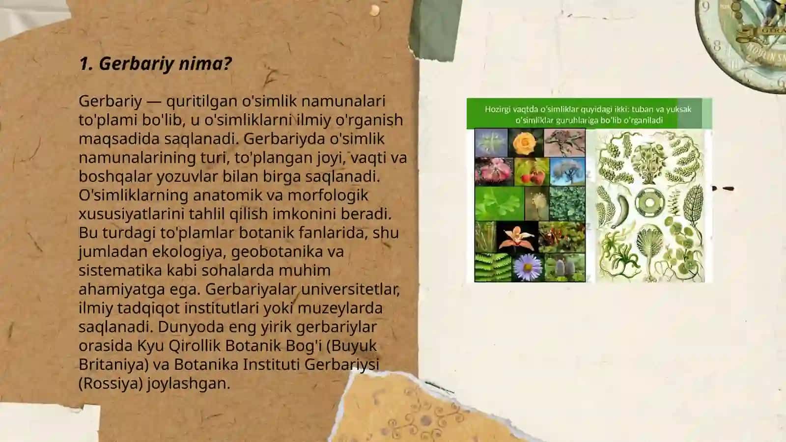Gerbariy tayyorlash va tayyorlash usullari haqida ma'lumot o'rganish yerbar 3