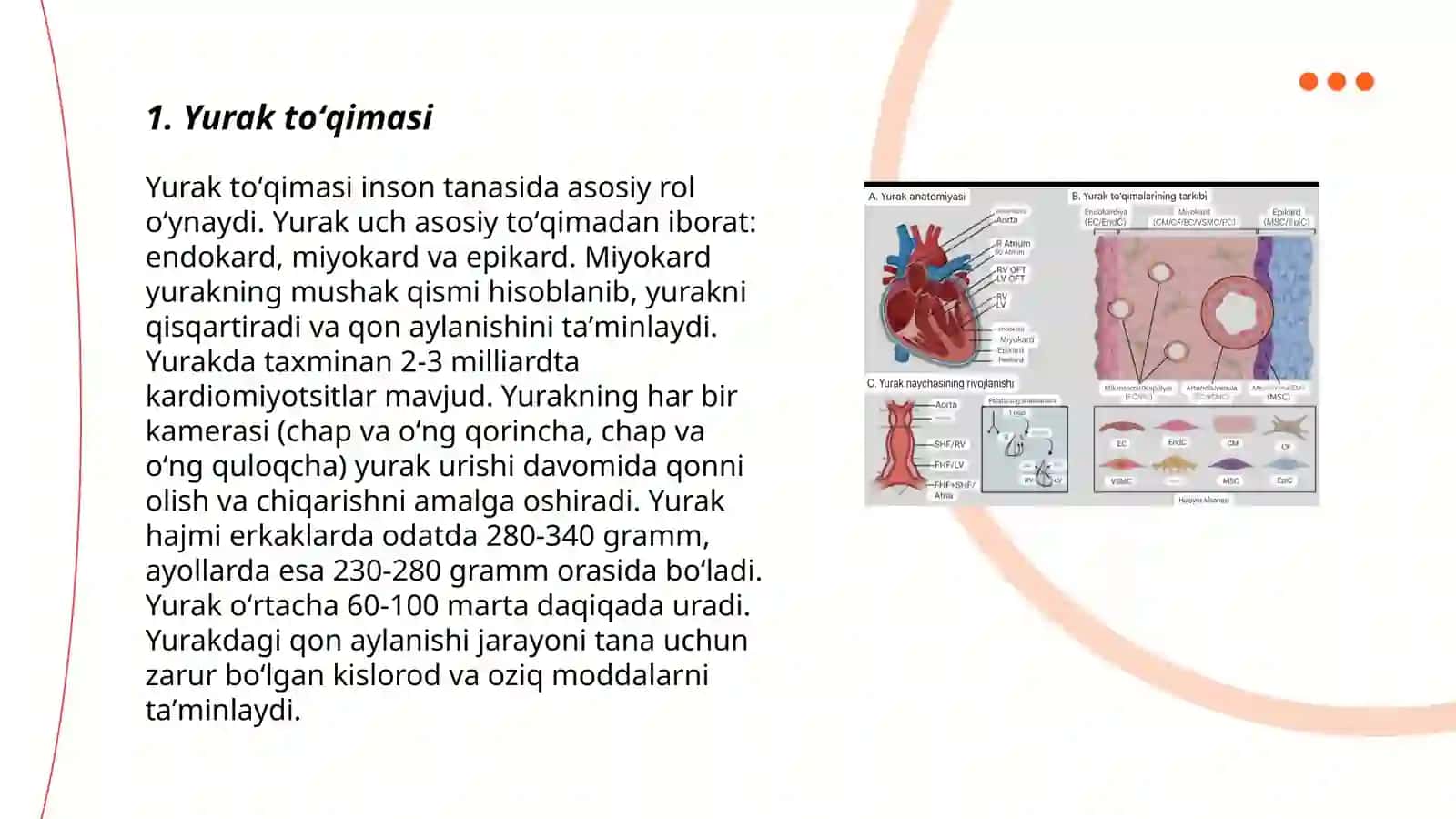 Yurak to'qimasi yurakning elektr o'tkazuv sistemasi hamda qavatlari 3