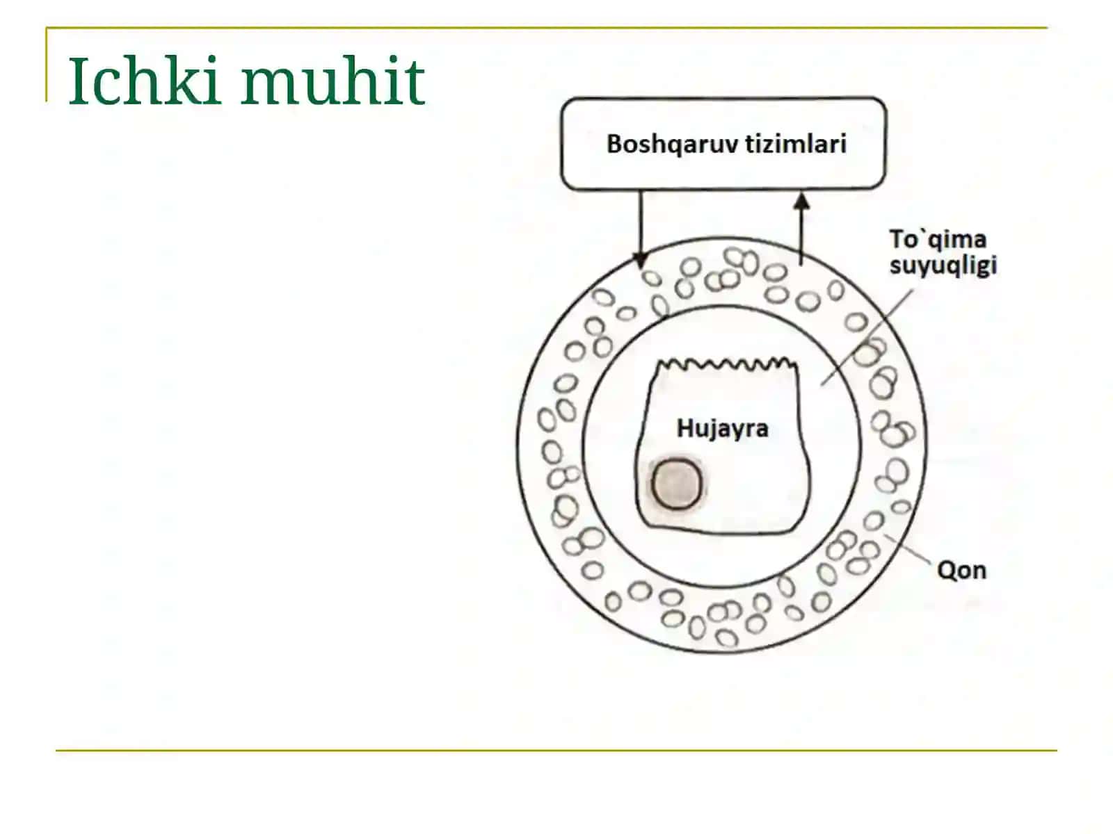 Ichki muhit va gomeostaz 3