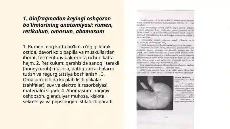 Kavsh qaytaruvchi hayvonlarning diafragmadan keyingi ovqat hazm qilish sistemasi 3