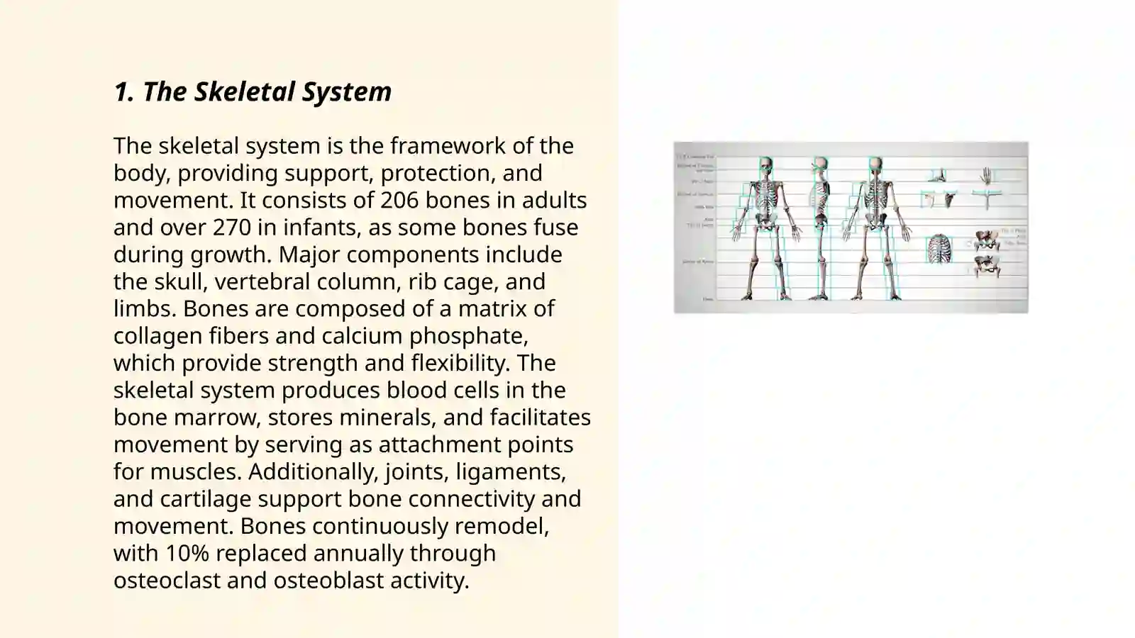 Presentation: Human body 3
