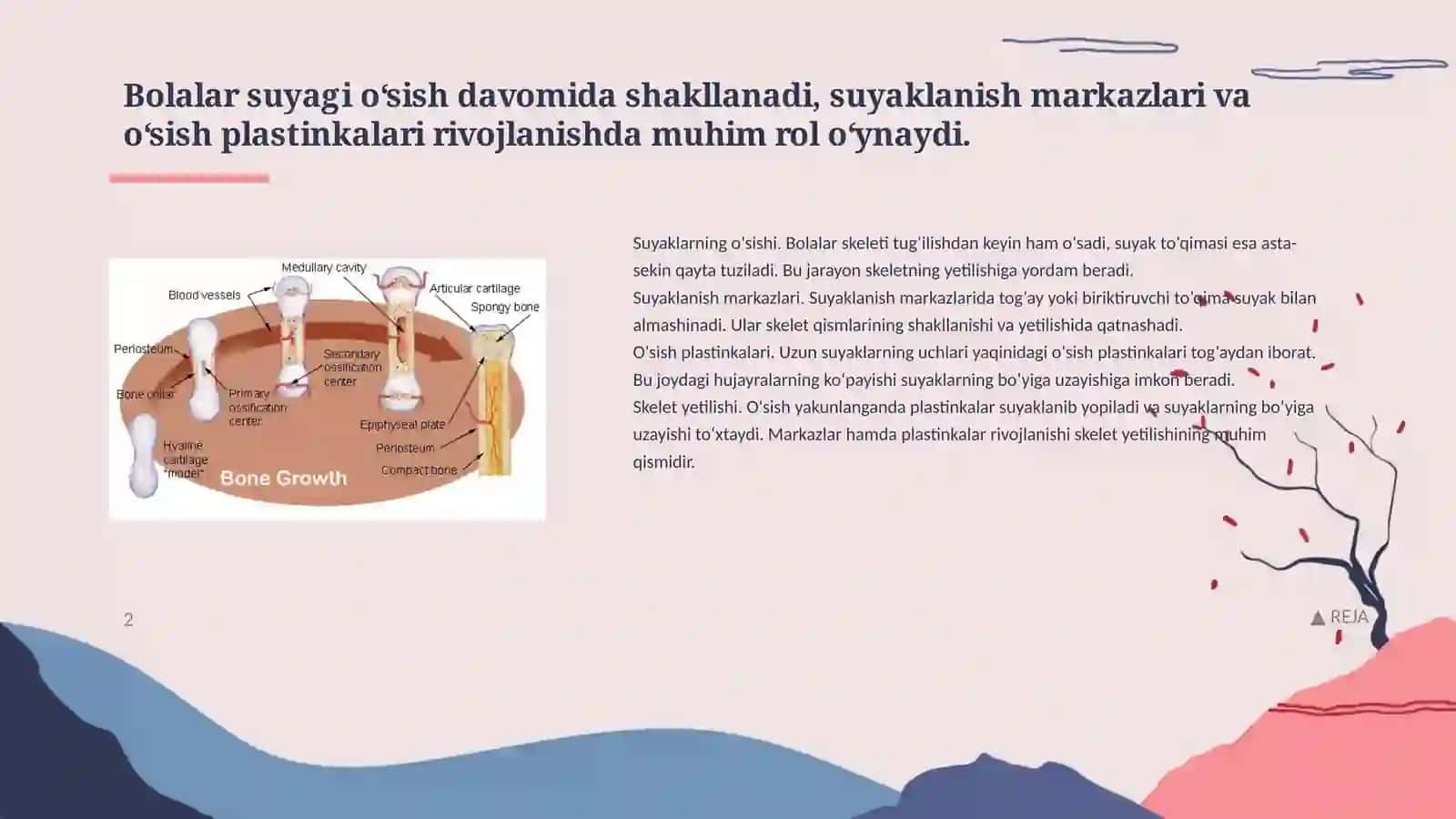 Bolalqrda suyak ning anatomik fiziologik rivojlanishi 3