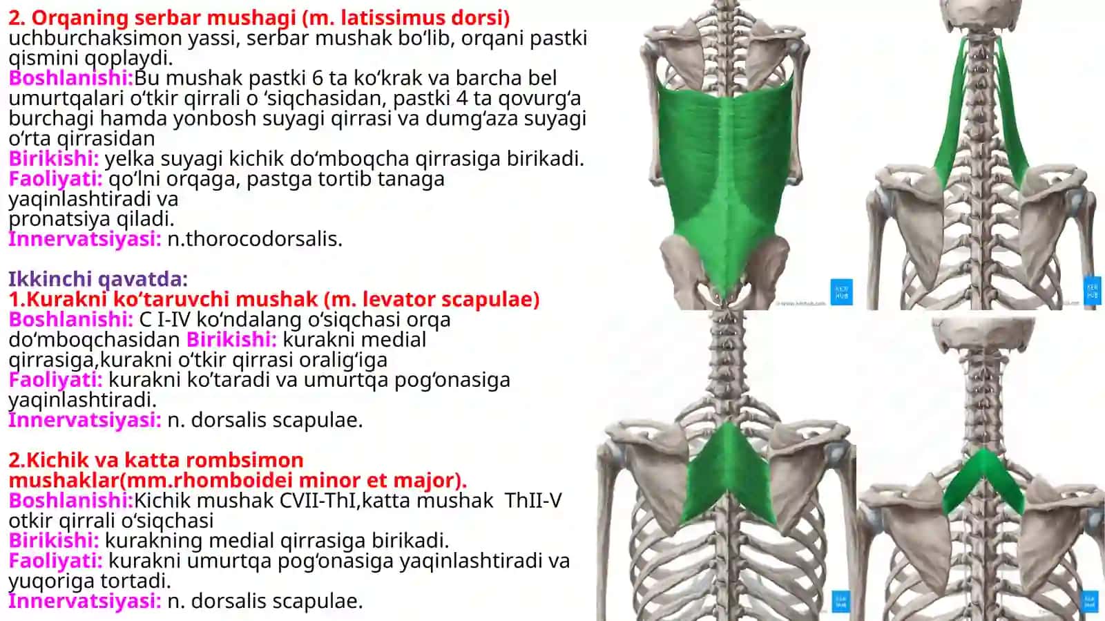 Gavdaning orqaguruhi yuzavachuqurmushaklari 3
