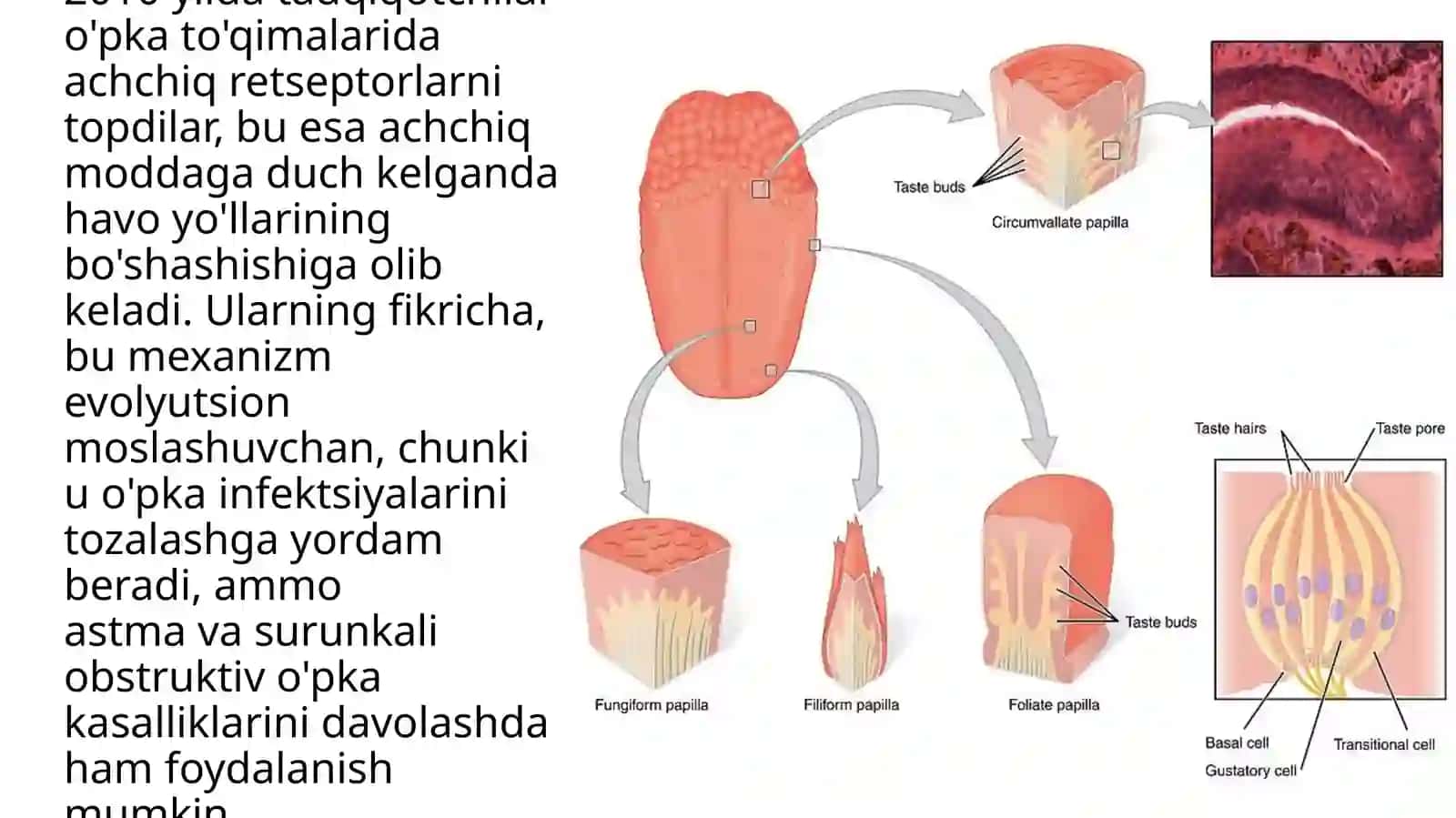 Tambilishning biokimyoviy asoslari 3
