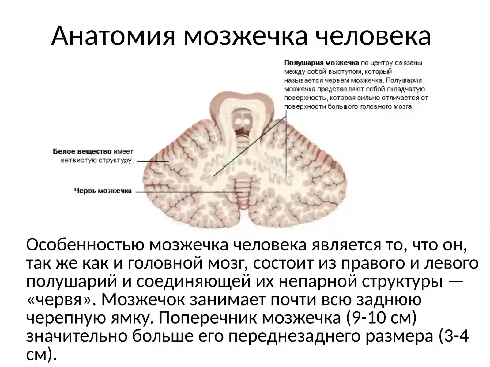 Мозжечок 3
