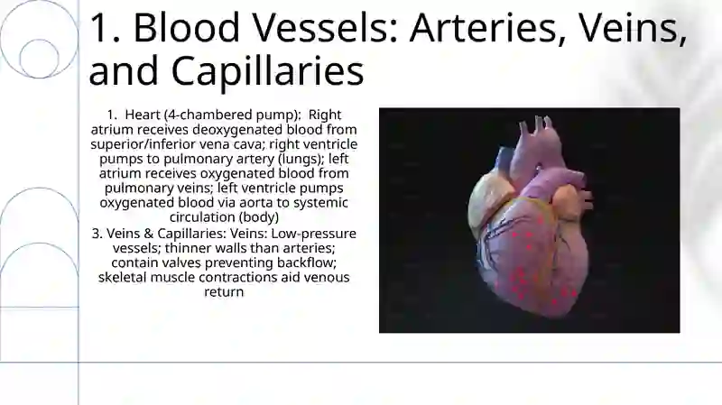Heart and a vascular system 3