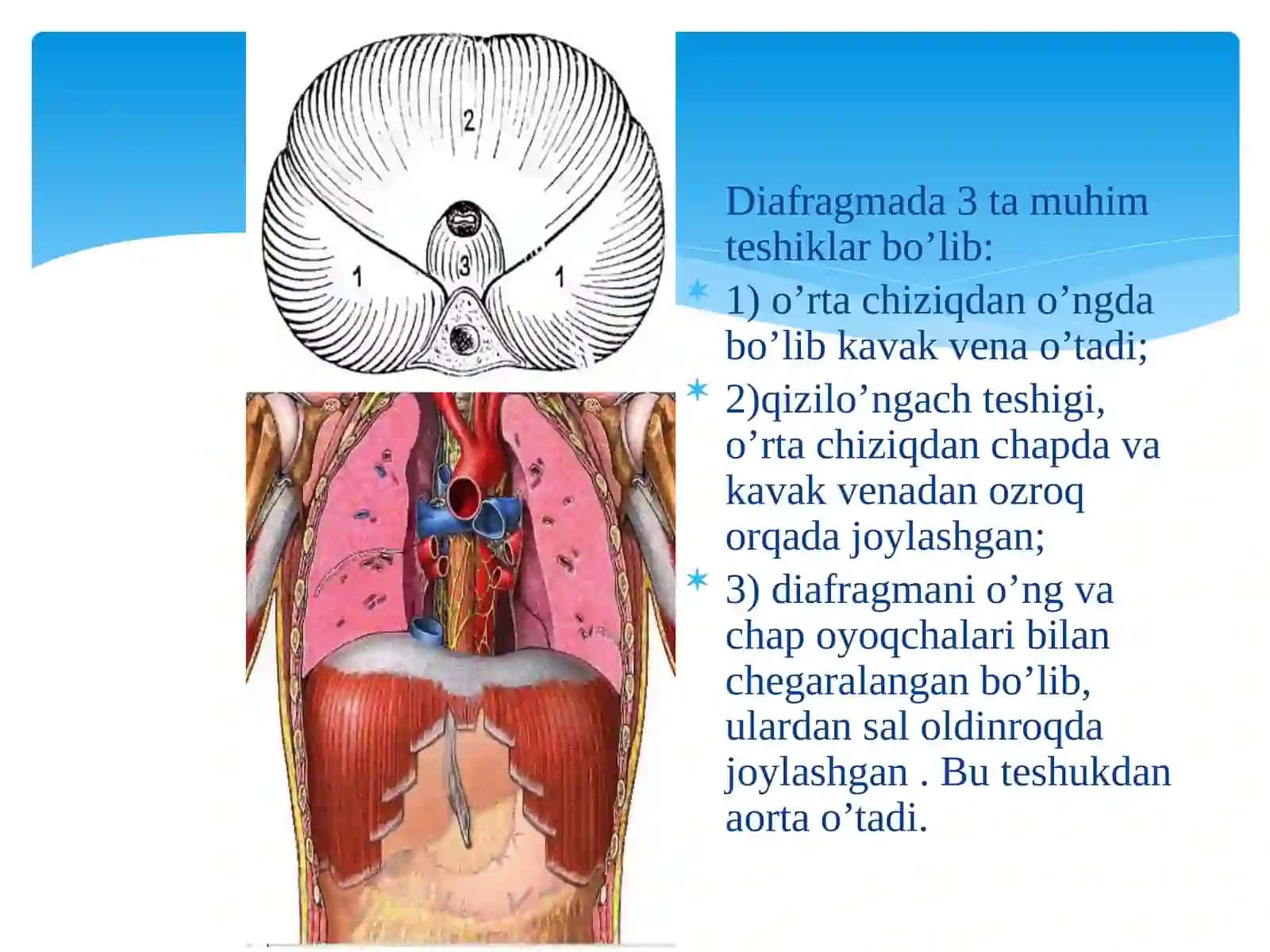 BOLALARDA DIAFRAGMAL CHURRALAR 3