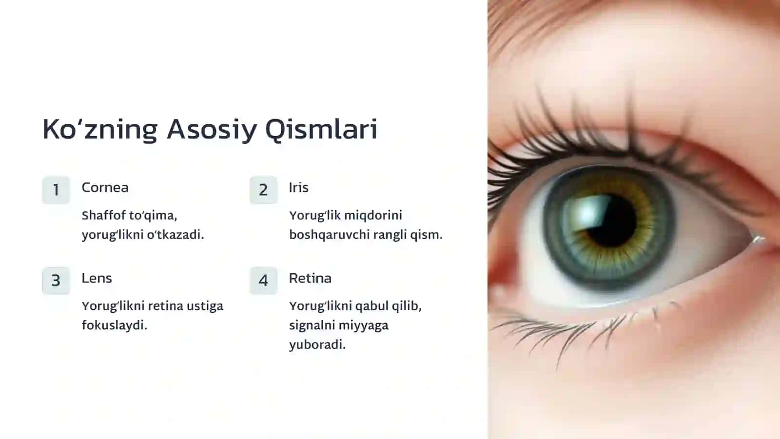 Koʻzning Optik Tizimi va Yorugʻlikka Tasiri 3